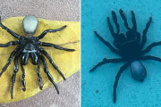 豪州の女性、自宅のプールの底に何か落ちてたため確認してみると → 20匹もの『毒グモ』だった！！！