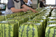 「これ貰ったら嬉しいの？」日本の四角いメロンが話題に 海外の反応