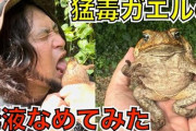 【動画】ユーチューバーさん「猛毒ガエルの体液を直接舌で舐めてみた」　→　30分後、口に異常が発生してとんでもないことに…うわあああああ