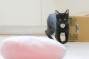 うちの黒猫、犬みたいなことができるんだけど可愛いから見てってくれ