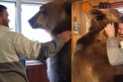 本当に大丈夫？３歳のヒグマと熱い抱擁を交わす男性にビックリ！（ロシア）