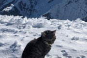 標高3000メートルの雪山で迷子になった猫さん、登山客を追いかけて3回も登頂してしまう（画像・動画）
