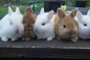 【悲報】ヴィーガン｢農家からウサギを救出しろ｣→結果