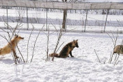 【話題】タヌキがキツネに変身？　北きつね牧場で撮られた奇跡のスリーショット