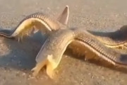 ヒトデが海岸を歩く摩訶不思議な映像が海外で話題に