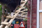 【わんにゃん画像】ねこのはしご登り、ふかふかねこ、ケージの中のキジトラ ほか【再】