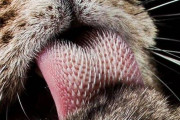 【画像】ネッコの舌が実はキモいこと、誰も知らない件ｗｗｗｗｗｗｗｗｗｗｗ