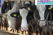 岸田首相「牛乳余って捨ててるので乳牛殺処分すれば1頭あたり15万円あげます。予算は50億円です」
