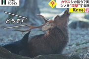 カラス、シカをいじめる????