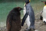【画像】キングペンギンのヒナｗｗｗｗｗｗ