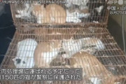 食肉処理前の猫150匹を保護、大半がペットか 中国
