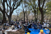 【悲報】上野公園、枝を見ながら酒を飲む謎の会場と化すwwwwwwwwwwwwwwwwwwwwwwwwwwww