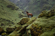アイスランドに行って美しい風景と馬を撮影してみたぞ！