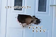 破壊王にオレはなる！ドアのポストを完全に噛みちぎった犬
