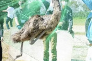 【悲報】エミューさん、全羽捕獲される