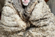 【画像】めっちゃモサモサな羊が保護されるｗｗｗｗｗｗｗｗｗｗｗｗｗｗｗ