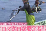 クロマグロが“厄介者”に…豊漁なのに“水揚げできない”異例の事態  [5/12]