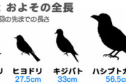 鳥に自信ニキ頼む、雀にパンあげてたらデカい鳥くるようになったんやけど名前わかるか？