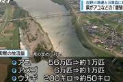吉野川の漁協、漁業権取り消し手続きへ　稚魚の放流を達成できず