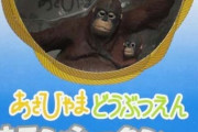 【乃木坂46】飛鳥ちゃんの家にあったオランウータン、これか・・・