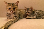 「子猫が言うことを聞かない」と言って子猫にあたる彼にムカつ。先住猫は可愛がってくれるけど躾したの私なんだけど…