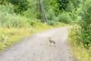 【子イヌ？】 山道を自転車で走っていたら前方に何かいた。ボクのママ、知りませんか？ → それはコヨーテの子供でした…