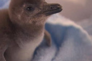 【動画】お酒を見ながらペンギンを見れるバーで赤ちゃんペンギンが産まれる。可愛いと話題に