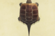【あつ森】カミツキガメは模型にせずそのままの方がいいよね…【どうぶつの森 まとめ】