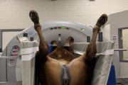 【基本的馬権】獣医さん、馬のCT撮影の様子を公開 → 馬権ガチ勢に発見され炎上