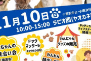 【小牧城見市】小牧市の商店街を歩こう！11月10日に「わんだふるマルシェ」が開催！