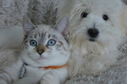 犬猫を利用してyoutubeで儲けてるやつ