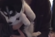 ヒエッ・・！?ハスキーの赤ちゃんが何か喋ってる！！それを聞いた飼い主大ウケ！?