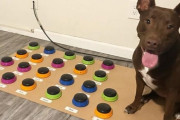 賢い犬！29の単語を覚えサウンドボードで飼い主と会話（アメリカ）