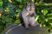 バリ島のサルがスマホを盗んで「人質」にすることを学習＝食糧と交換するために