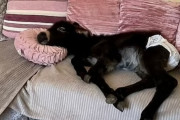 育児放棄されたロバを犬と一緒に育てたところ犬化が加速。犬のようにソファでくつろぎ、犬笛にも反応