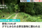 【新潟】畑を見にいこうとしたら背後からクマに襲われ…７０代男性が骨折