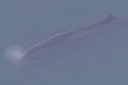 大阪・淀川河口付近でクジラ回遊中
