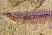 中国で見つかった五つ目を持つ「エビ」の化石、節足動物の進化のミッシングリンクか