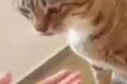 ネコに「お手」をしてもらおう。でも前足を出さない。やってやれって！ → 隣の猫はこうします…