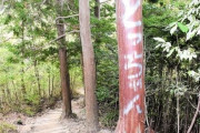 【兵庫】登山道のヒノキに大きな落書き「とっちゃん」　幹の皮剥がし銀色スプレーで　三田署が器物損壊容疑で捜査