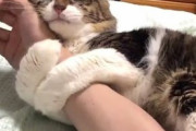 【画像】腕に絡みつく猫ちゃんwwwwｷﾞｭｯ