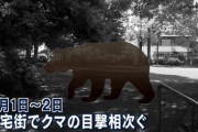 【画像】クマサン、ガチで市街地に侵略し始めるｗｗｗｗｗｗ