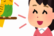 【悲報】うちのインコ、「ヤッベェ音」を覚えてしまうｗｗｗｗｗｗｗｗｗｗ