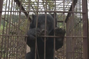ついに子供たちがクマに襲われる事件が起こってしまう