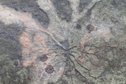 3億8500万年前、世界最古の森の化石が発見される