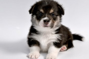 娘に犬を諦めさせる方法