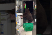 【動画】セブンイレブン、野生の巨大熊が入店してくるも叫び声で撃退