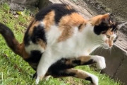 【動画】ネコ、アクロバット排便