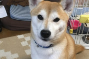【柴犬画像】今推定3～4歳でこれだからパピーの頃は可愛いかったんだろうな、柴忍者、ドッグラン行って来た ほか【再】