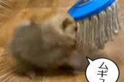 【子イヌ】 床をモップで掃除していた。まてこのぉ～！ → ころっころな子犬、たたかいます…